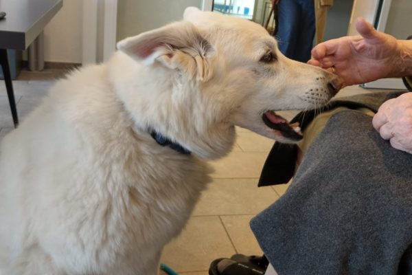 Seelsorge mit Hund: Im Altersheim sehnen sich die Menschen nach Nähe